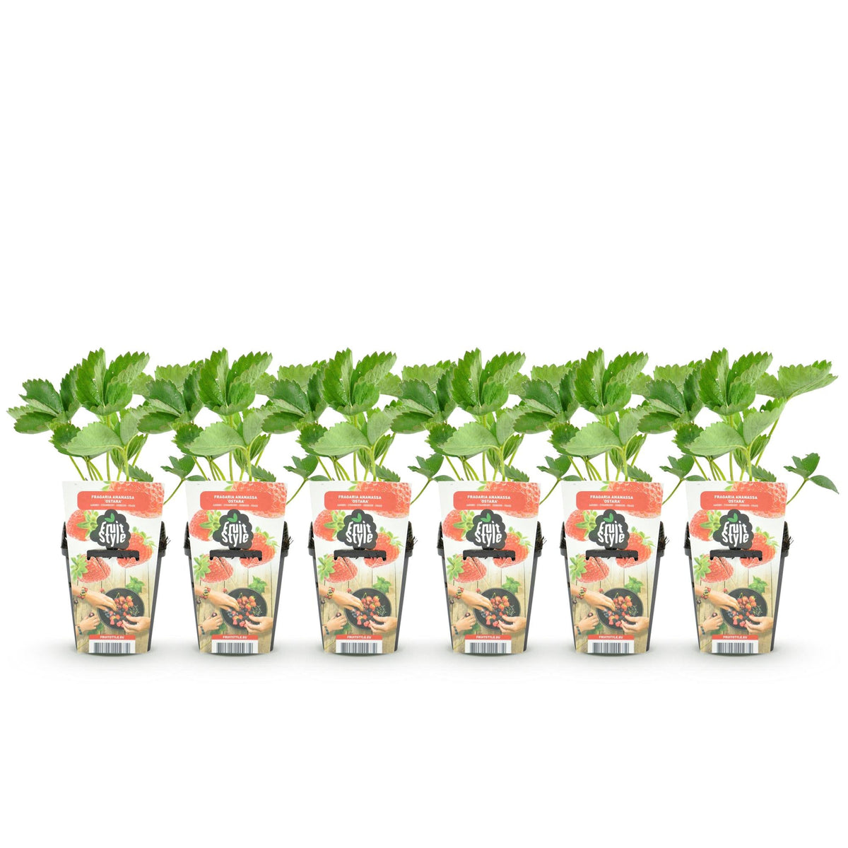 Erdbeere Fragaria Elsanta winterhart 3 Pflanzen Höhe 30cm Ø9cm – Rote Erdbeere für Beet Balkon & Topf – Ertragreiche Obstpfla