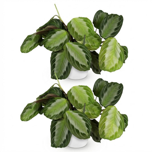 Green boutiQ - Zimmerpflanze - Maranta Fascinator Silverband - Gebetspflanze - Haustierfreundliche Pflanze - Grün - 2 Pflanzen - mit Potter Weiß - Topf 12cm - Höhe 25cm 