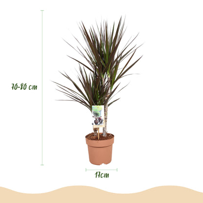 Green boutiQ - Zimmerpflanzen - Dracaena Magenta - Drachenblutbaum - Wenig Pflege - Rot - 1 Pflanze - Topf 17cm - Höhe 70-80cm 