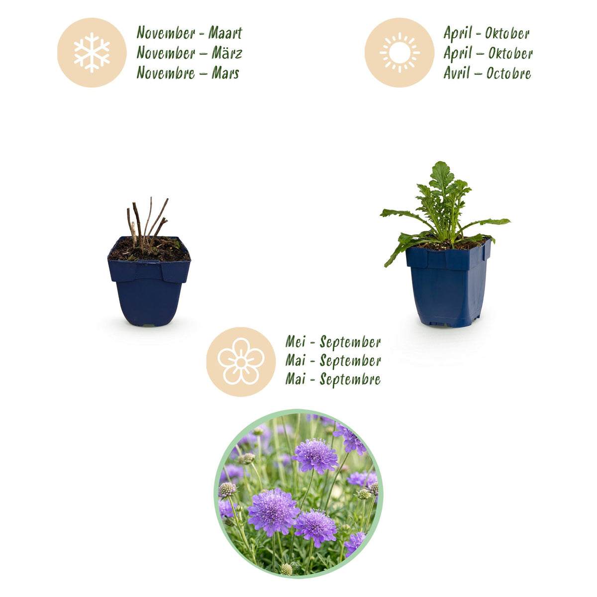 Skabiose-Duo – Scabiosa (Sortenmix) – 6 Pflanzen – Topf Ø11cm – Bienenfreundliche Staude für Garten & Balkon – Ansicht 4