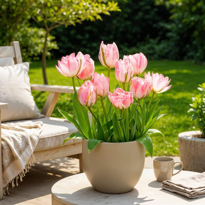 GreenboutiQ - Blumenzwiebeln - Tulp Double Pink - Farbe Rosa - 12 Stück - Zwiebelgröße 11/12 - XXL Pack 