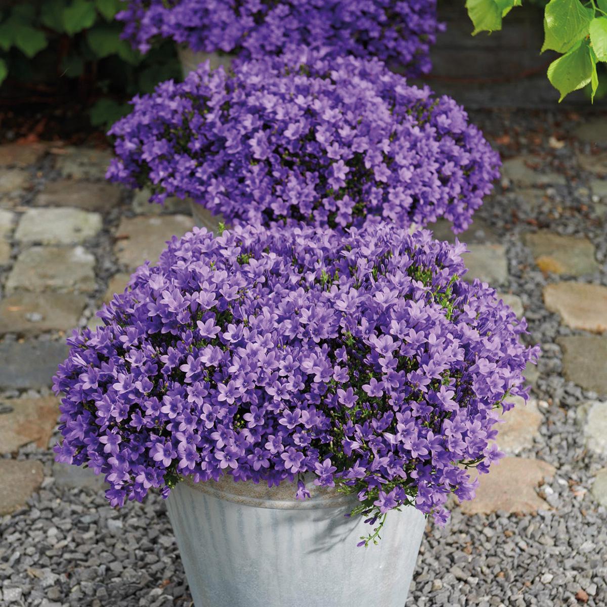 Campanula Addenda Ambella lila 6er Set – Glockenblume violett Topfgröße 12cm – winterhart, lang blühend – Ansicht 13