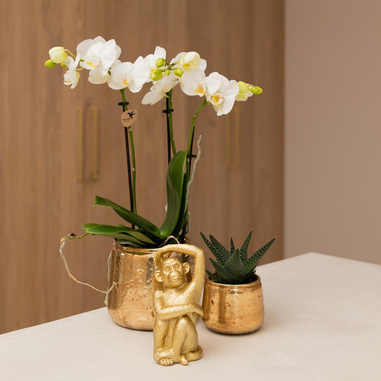 Luxuriöser Blumentopf Gold – Keramik Ziertopf Ø9cm – Glänzender Pflanzkübel für Zimmerpflanzen – Edler Deko-Übertopf in Gold 
