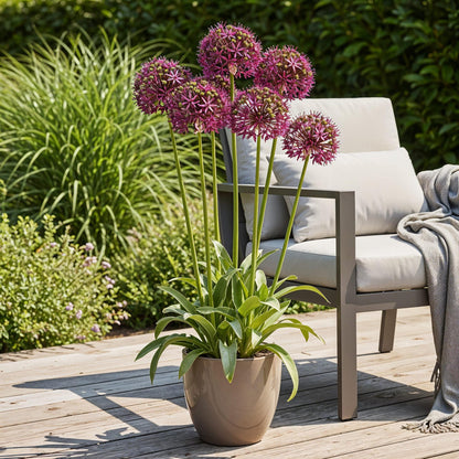 GreenboutiQ - Blumenzwiebeln - Allium Miami - Farbe Lila - 15 Stück - Zwiebelgröße 10/11 - XXL Pack 