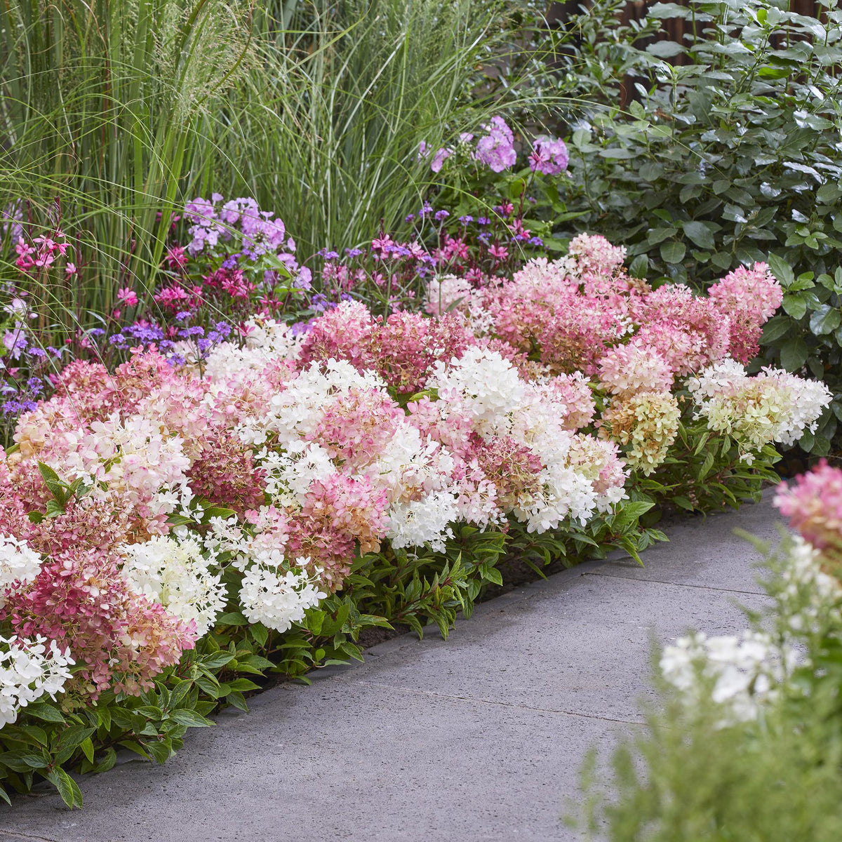 Green boutiQ - Gartenpflanze - Hydrangea panniculata Groundbreaker Blush - Bauernhortensie - Winterhart - Rosa - 1 Pflanze - Topf 14cm - Höhe 20-25cm 