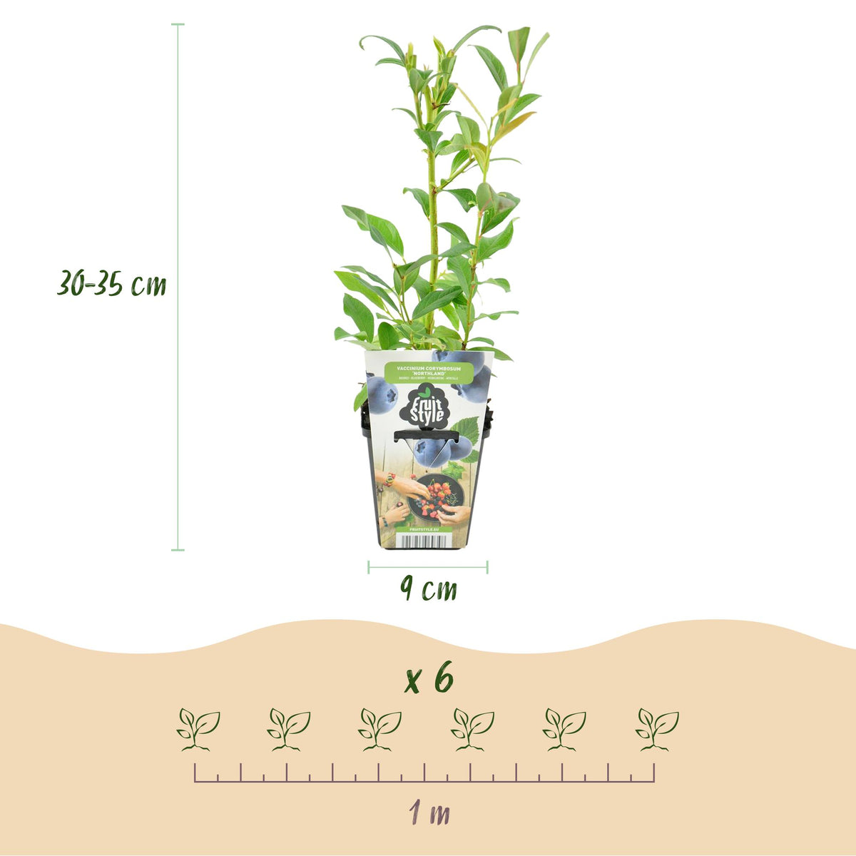 Blaubeere Vaccinium corymbosum Northland winterhart 3 Pflanzen Ø9cm Höhe30cm – Aromatische Blaubeere für Garten Balkon & Terrasse 