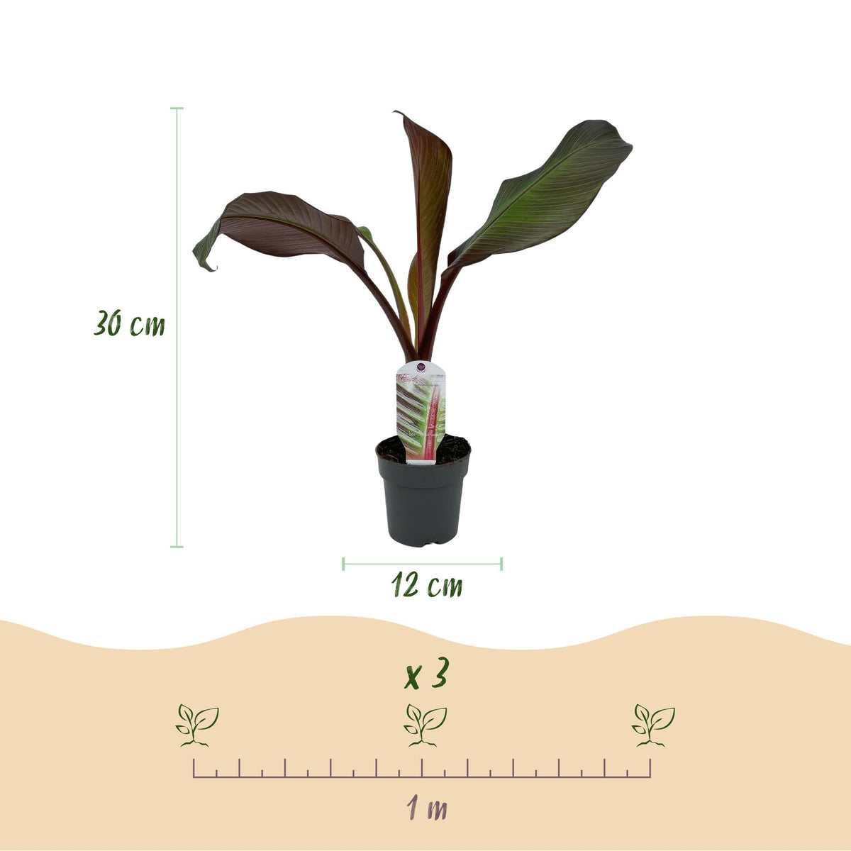 Bananenpflanze Ensete ventricosum Maurelli – Winterhart – Obstpflanze – Ø12cm – Höhe ca. 30cm – Ansicht 17