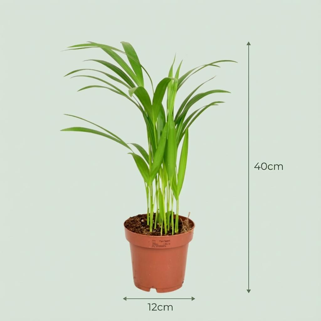 Areca Palme Areca Dypsis Lutescens Ø12cm Höhe40cm – Goldfruchtpalme mit gefiederten Blättern – Luftreinigende Zimmerpflanze für Wohnraum & Büro 