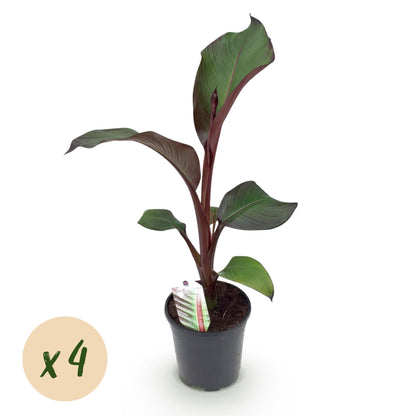 Bananenpflanze Ensete ventricosum Maurelli – Winterhart – Obstpflanze – Ø17cm, Höhe ca. 40cm – Ansicht 11