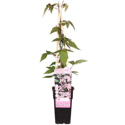 Waldrebe – Clematis Montana 'Fragrant Spring' – Ø15cm – ↨65cm – Kletterpflanze mit rosa Blüten – Schnellwüchsig & duftend 