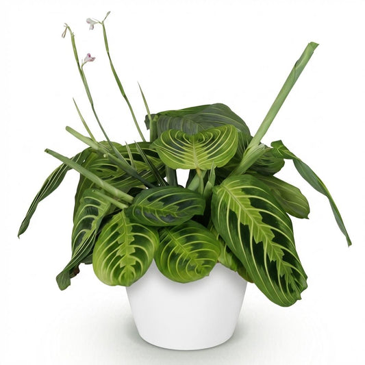 Green boutiQ - Zimmerpflanze - Maranta Fascinator Lemon Lime - Gebetspflanze - Haustierfreundliche Pflanze - Grün - 1 Pflanze - mit Potter Weiß - Topf 12cm - Höhe 25cm 