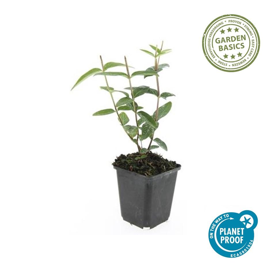 Hypericum inodorum – 48 Pflanzen – ↕10-25cm – Ø9cm – Gelbblühendes Johanniskraut – Winterhart, pflegeleicht & vielseitig – Für Beete, Hecken & Bodendecker 