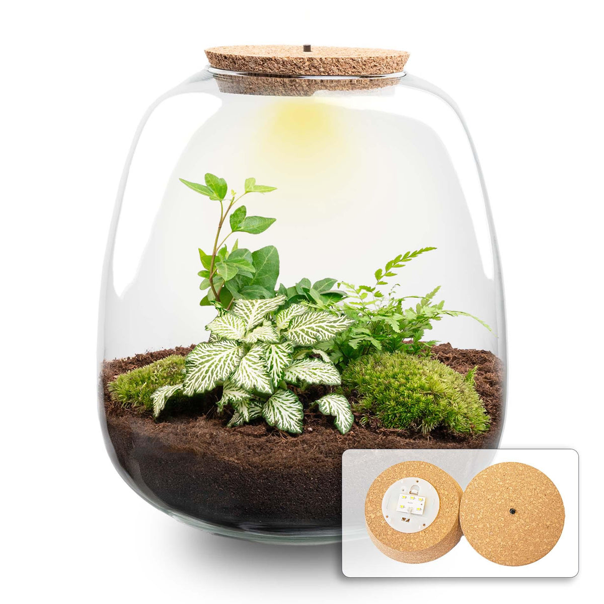 Planten terrarium - Emma - DIY kit - ↑ 25 cm - Ø 23 cm - Emma Hedera White 