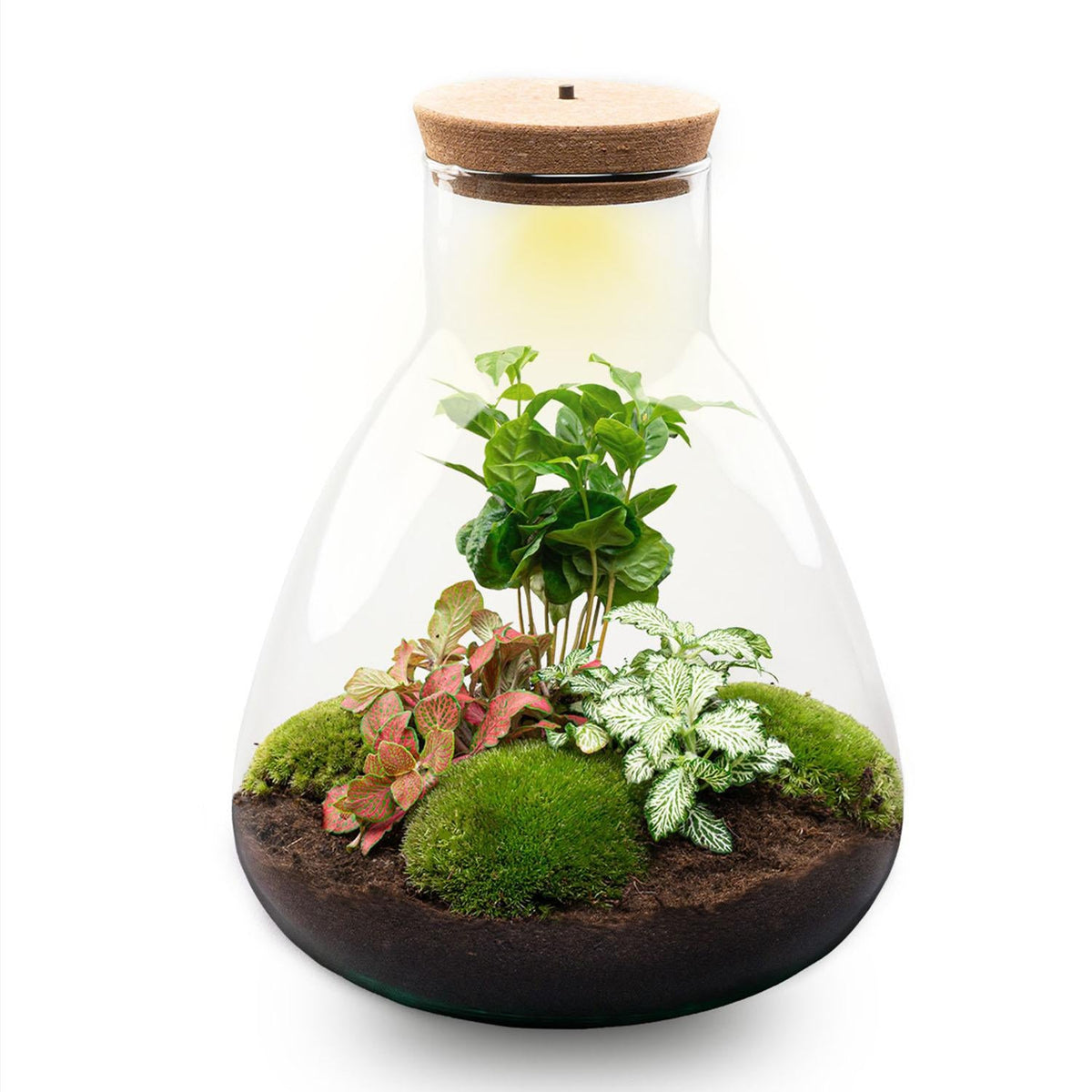 Flaschengarten Sam mit LED – DIY Bausatz Terrarium – ↕30cm – Do-It-Yourself Pflanzen-Set mit LED-Beleuchtung & Korkdeckel – Autarkes Ökosystem – Inkl. Coffea & Fittonia – Für Wohnung & Büro 