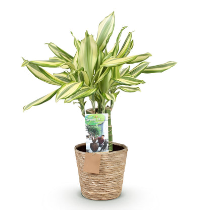 Green boutiQ - Zimmerpflanzen - Dracaena fragrans Diamond Dream - Drachenbaum - Wenig Pflege - mit Korb - Bunt - 1 Pflanze - Topf 17cm - Höhe 50-55cm 