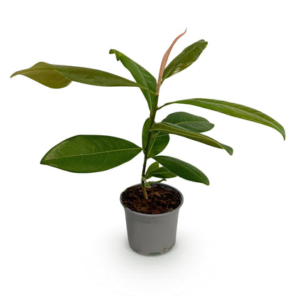 GreenboutiQ - Gartenpflanze - Magnolia grandiflora - Blüte Weiß - 1 Pflanze - Immergrün - Wenig Pflege - Topf 12cm Höhe 30cm 