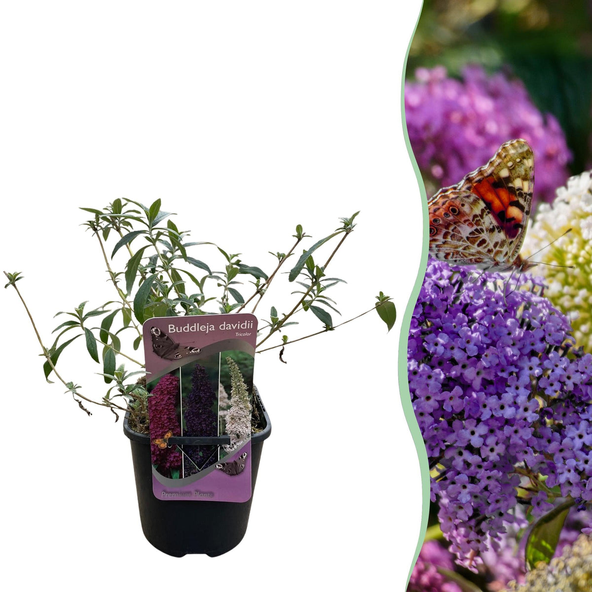 Schmetterlingsstrauch Buddleja davidii Tricolour – Blüten Rosa, Weiß & Lila – Bienen- & Schmetterlingsfreundlich – 17 cm x H30 cm – pflegeleicht 