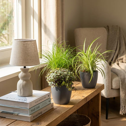 Green boutiQ - Zimmerpflanze - Cyperus - Calissia - Chlorophytum - Mix aus 3 - Haustierfreundliche Pflanzen - Grün - 3 Pflanzen - mit Potter Grau - Topf 12cm - Höhe 20cm 