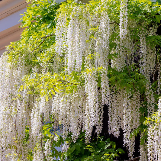 Blauregen Wisteria floribunda Alba – Weiße Blüten – 11 cm x H40 cm – Duftende Kletterpflanze – Für Pergolen, Zäune & Wände 