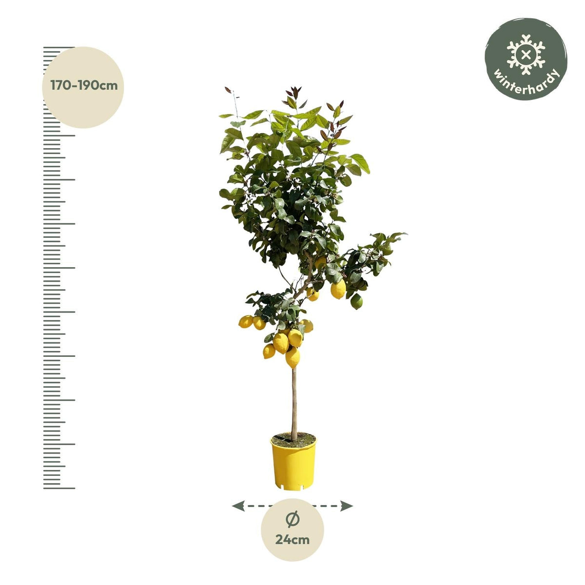 Zitronenbaum – Citrus limon – ca. 150 cm hoch – Ø24 cm – duftende Blüten & essbare Zitronen – immergrüne Zimmer- & Terrassenpflanze 