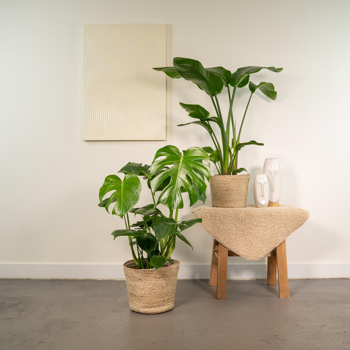 Strelitzia Nicolai - Ø19cm - ↕85cm + Monstera Deliciosa - Ø21cm - ↕75cm + Korb Selin 