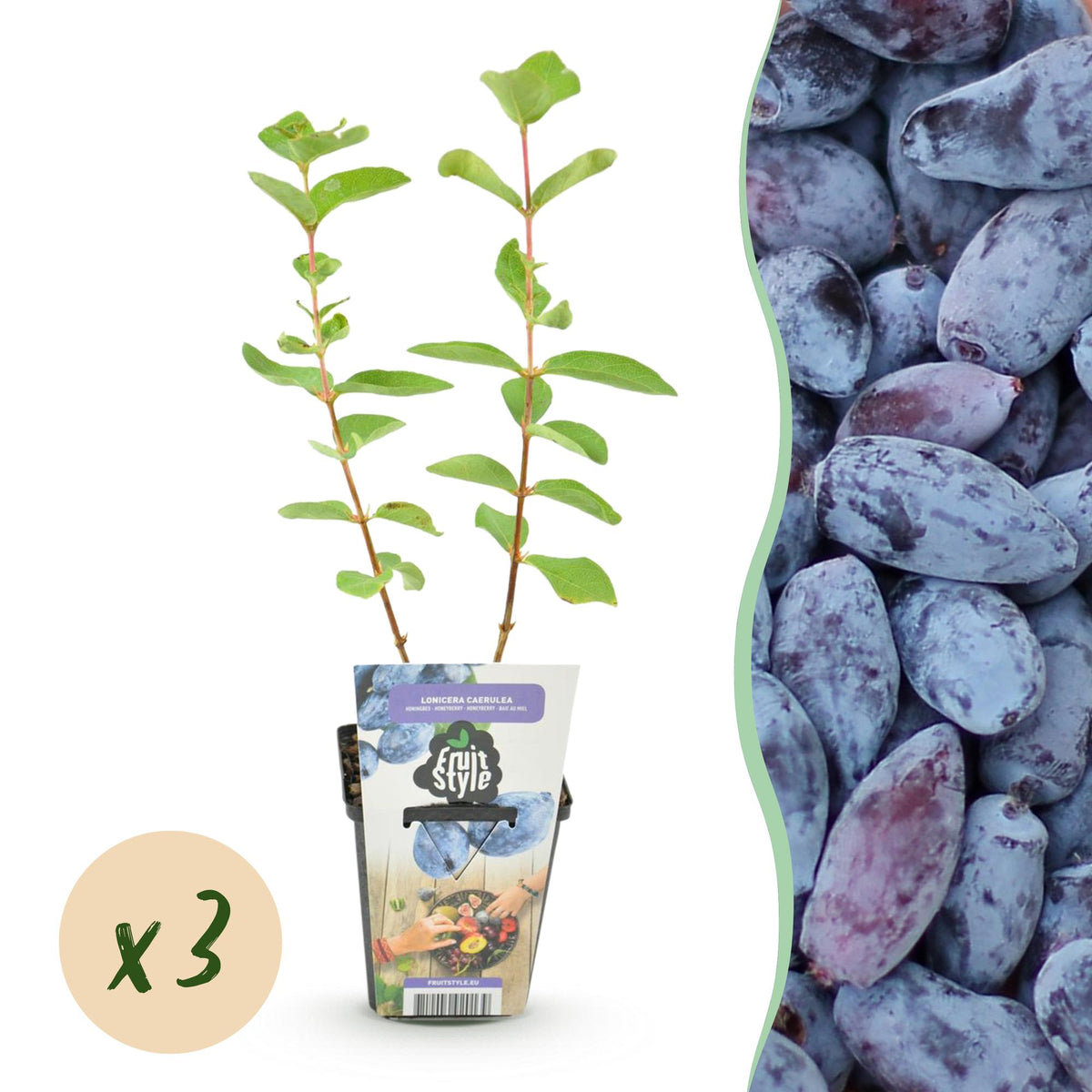 Honigbeere Lonicera caerulea Kamtschatica winterhart 3 Pflanzen Ø9cm – Blaue Beerenpflanze für Garten Beet Balkon & Terrasse 
