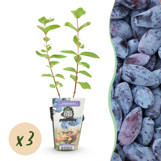 Honigbeere Lonicera caerulea Kamtschatica winterhart 3 Pflanzen Ø9cm – Blaue Beerenpflanze für Garten Beet Balkon & Terrasse 