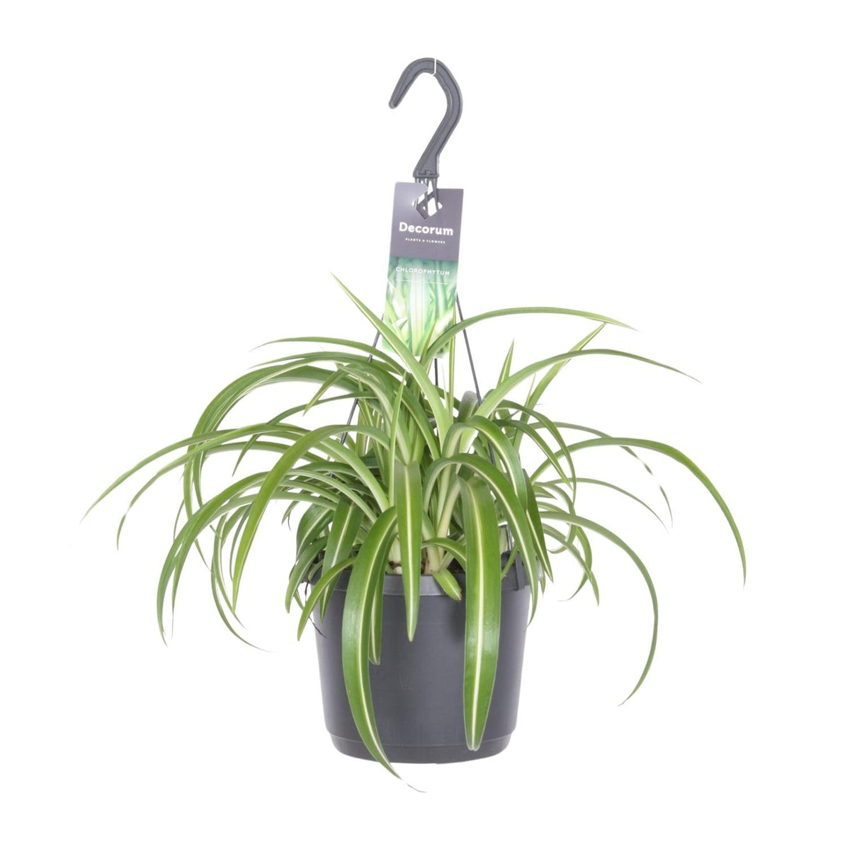 Chlorophytum Comosum Bonnie - Ø17cm - ↕35cm 