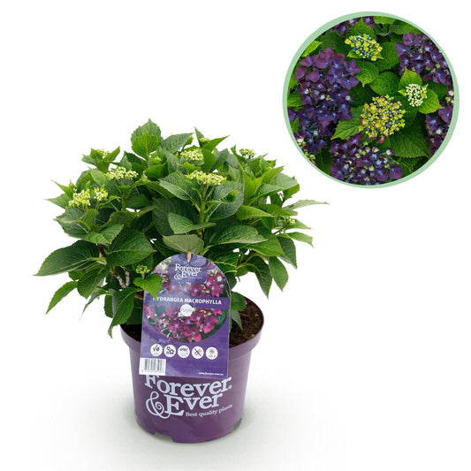 Hortensie Forever & Ever Lila – Hydrangea macrophylla – Lila – Balkonpflanze – Im 23 cm Topf – Ca. 55 cm hoch – 7–12 Blüten – Für Balkon, Terrasse & Beet – Robust & Langblühend 