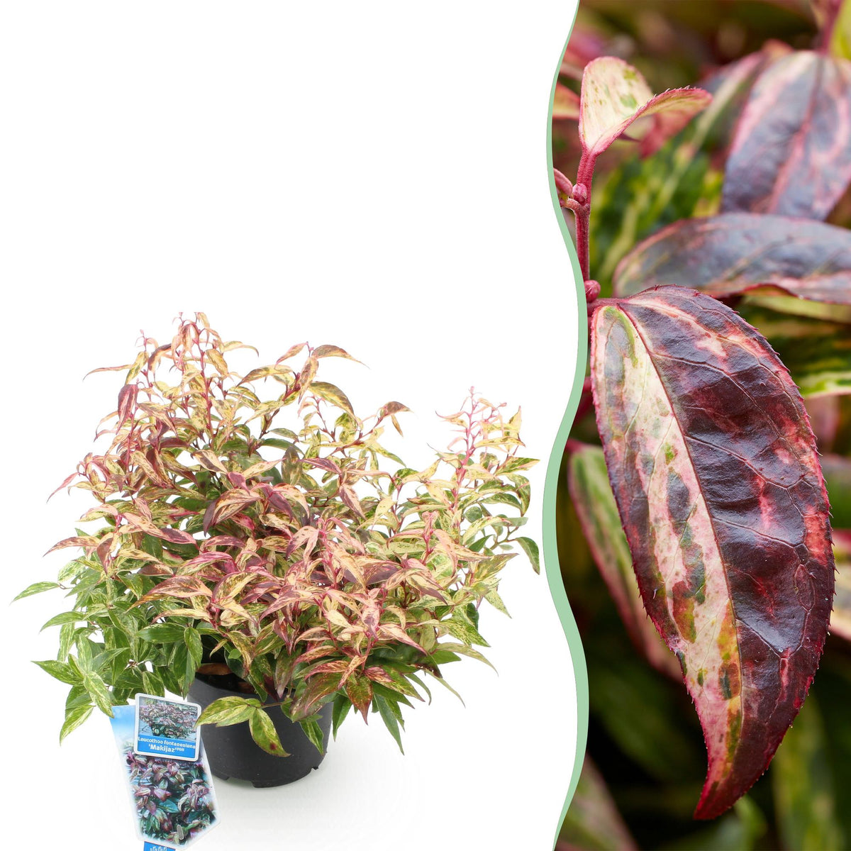 GreenboutiQ - Gartenpflanze - Leucothoe Makijaz - Braun - 1 Pflanze - Immergrün - Wenig Pflege - Topf 17cm Höhe 45cm 