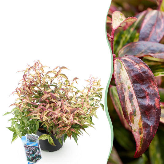 GreenboutiQ - Gartenpflanze - Leucothoe Makijaz - Braun - 1 Pflanze - Immergrün - Wenig Pflege - Topf 17cm Höhe 45cm 