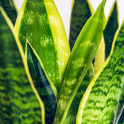 Green boutiQ - Zimmerpflanzen - Sansevieria Laurentii - Schwiegermutterzunge - Wenig Pflege - Grün - Gelb - 1 Pflanze - Topf 21cm - Höhe 70-80cm 