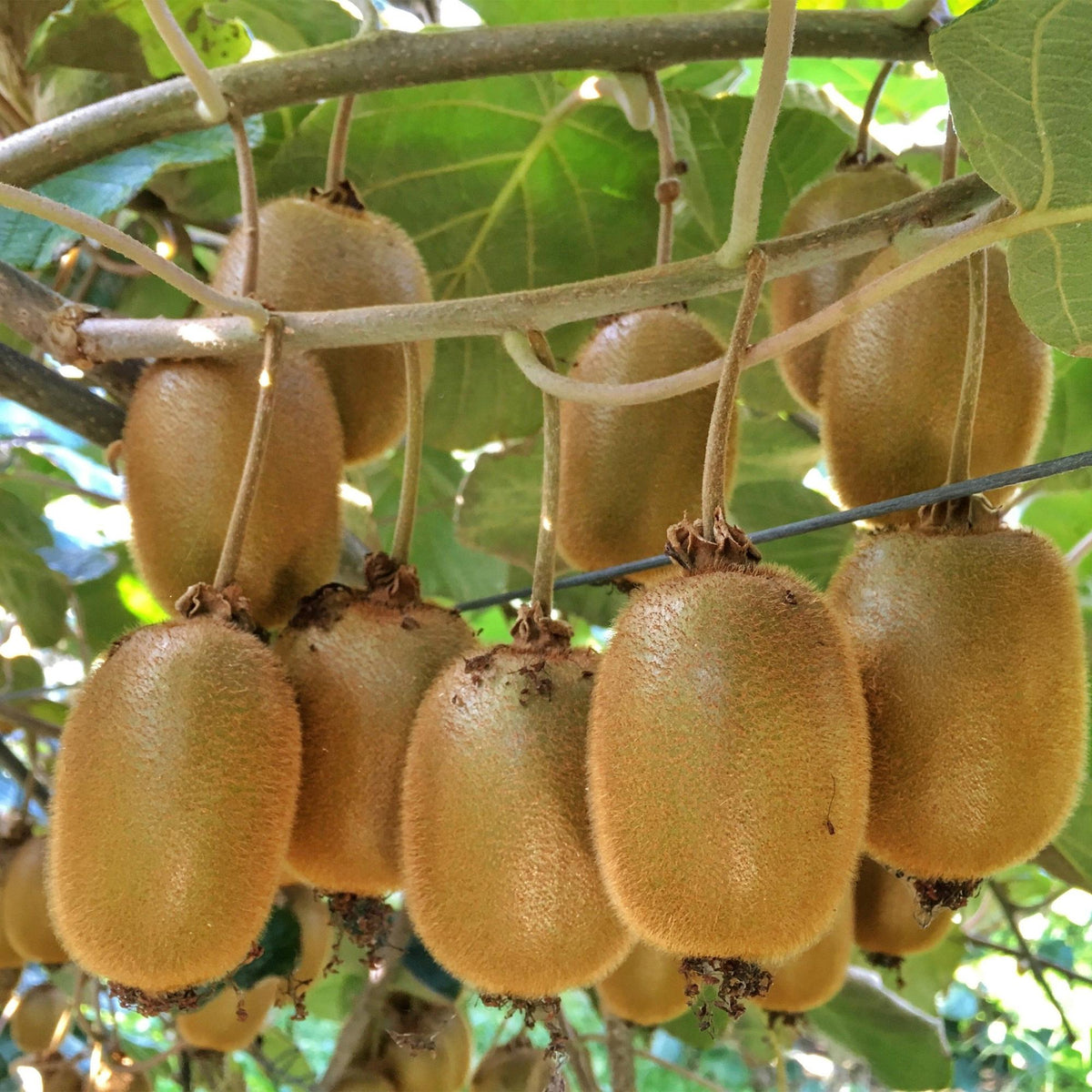 Green boutiQ - Fruit plant - Actinidia Weiki & Hayward - Kiwi plant - 1 Male - 2 Female - Plants - Green - Pot 15cm - Height 50cm 