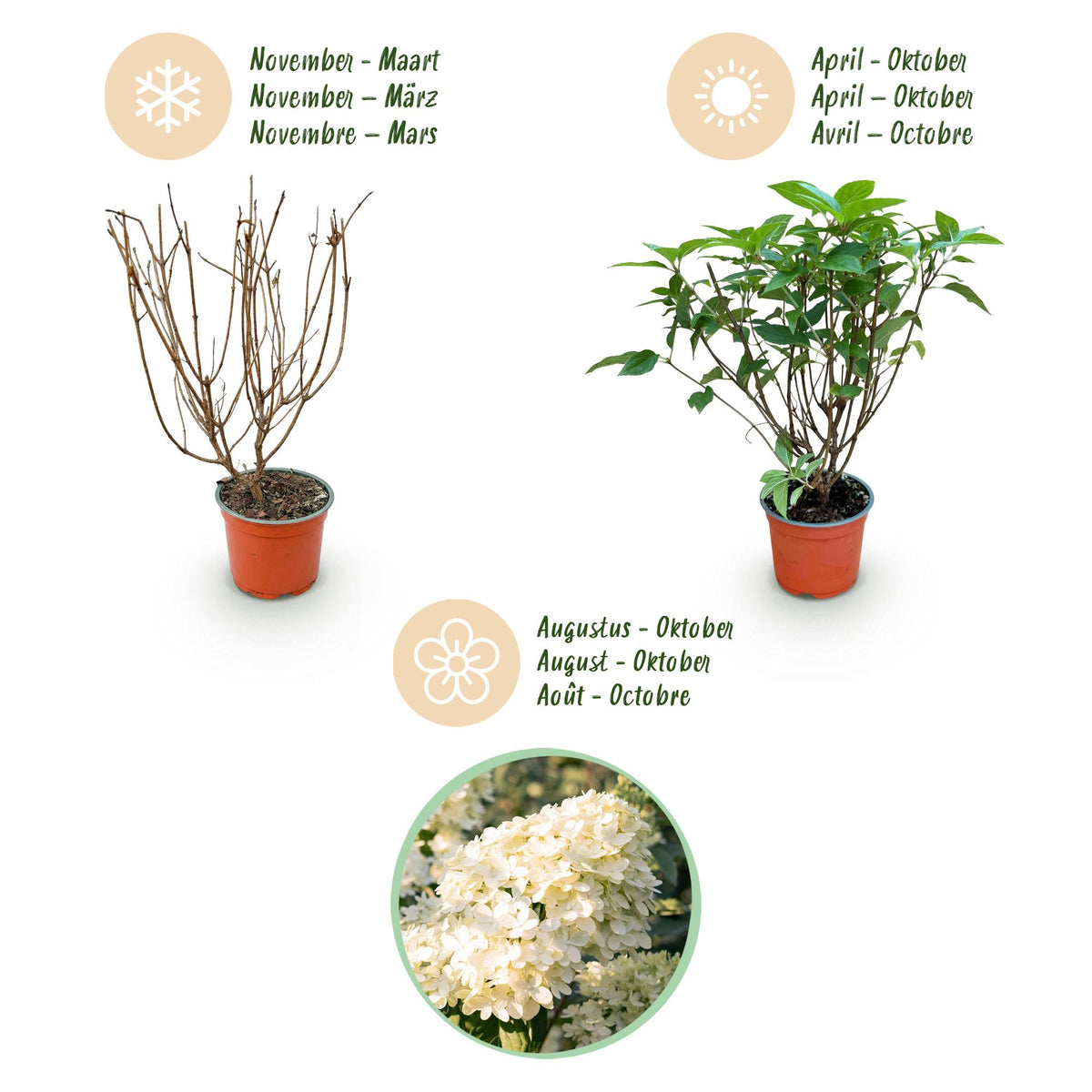 Green boutiQ - Gartenpflanze - Hydrangea panniculata Limelight - Schneeballhortensie - Winterhart - Limettengrün - 3 Pflanzen - Topf 12cm - Höhe 20-30cm 