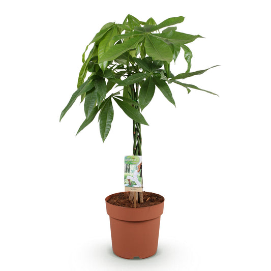 Green boutiQ - Zimmerpflanzen - Geflochtener Stamm Pachira Aquatica - Geldbaum - Wenig Pflege - Grün - 1 Pflanze - Topf 21cm - Höhe 80-90cm 