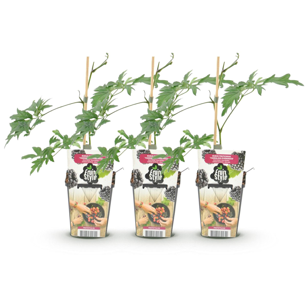 Immergrüne Brombeere Rubus fruticosus Thornless Evergreen frosthart 3 Pflanzen Ø9cm Höhe30cm – Dornenlose schwarze Brombeere für Garten & Balkon 