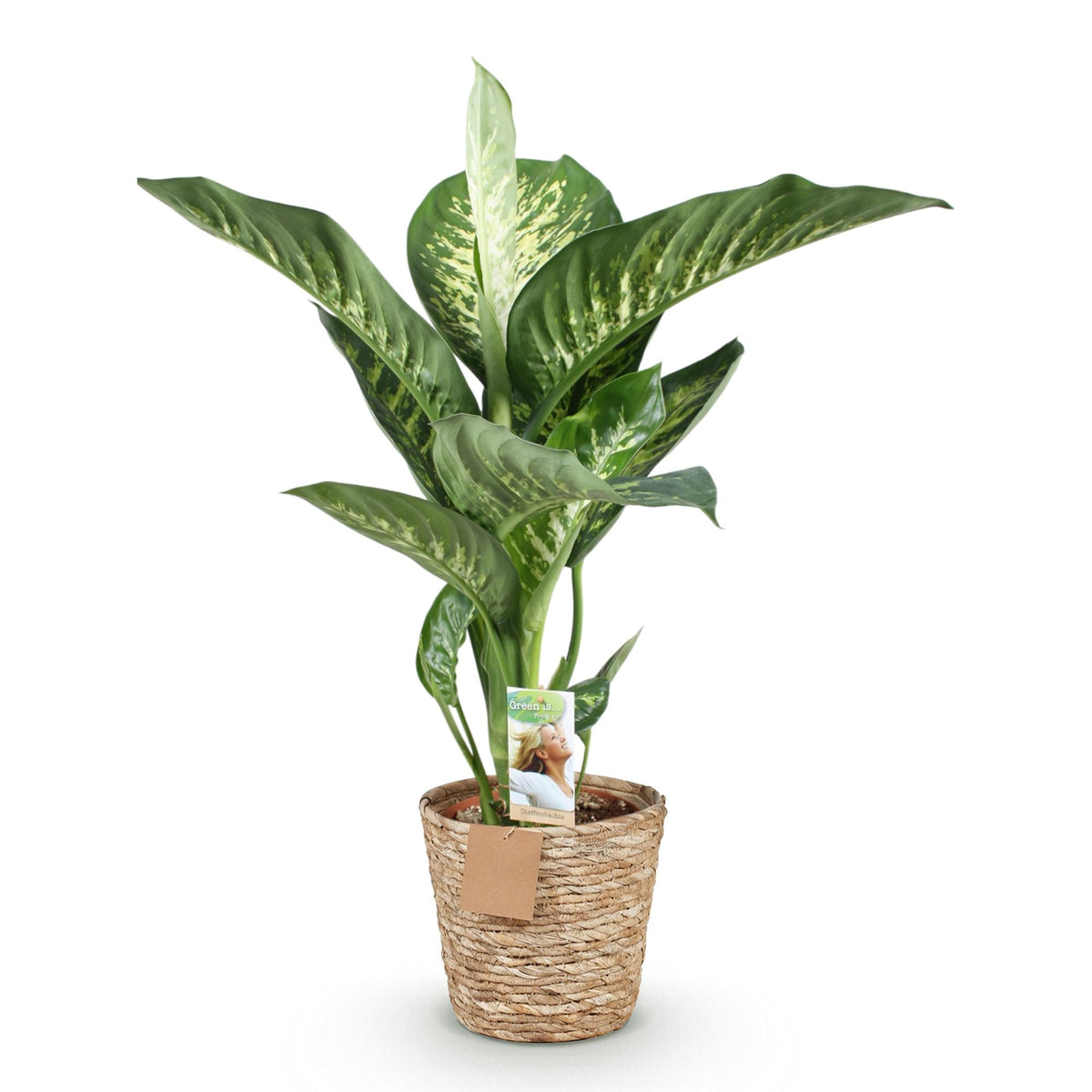 Green boutiQ - Zimmerpflanzen - Diefenbachia Tropic Snow - Dieffenbachia - Wenig Pflege - mit Korb - Bunt - 1 Pflanze - Topf 21cm - Höhe 90-100cm 