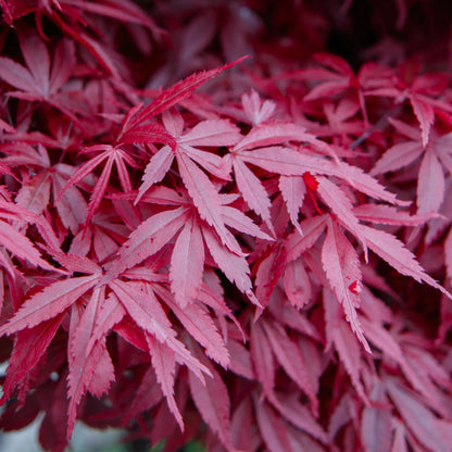 Japanischer Ahorn Acer palmatum 'Skeeter’s Broom' – Lila – Balkon- & Gartenpflanze – Ø19 cm – Ca. 70 cm hoch – Kompakter Zierahorn mit eindrucksvollem Farbspiel 