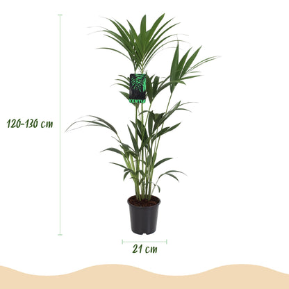 Green boutiQ - Zimmerpflanze - Howea Forsteriana - Kentia-Palme - Wenig Pflege - Grün - 1 Pflanze - mit Potter Grau - Topf 21cm - Höhe 120-130cm 