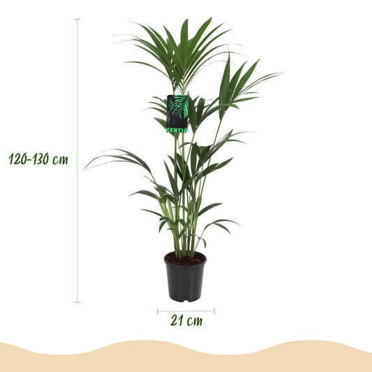 Green boutiQ - Zimmerpflanze - Howea Forsteriana - Kentia-Palme - Wenig Pflege - Grün - 1 Pflanze - mit Potter Grau - Topf 21cm - Höhe 120-130cm 
