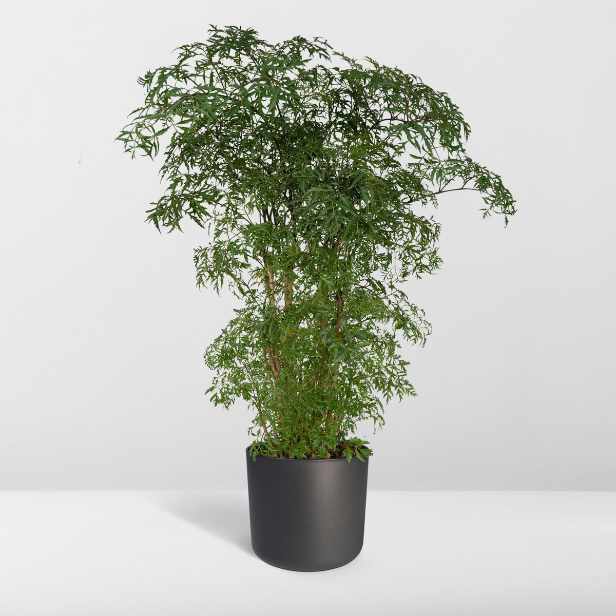 Polyscias Fruticosa (Aralia) - Ø21cm - ↕75cm 