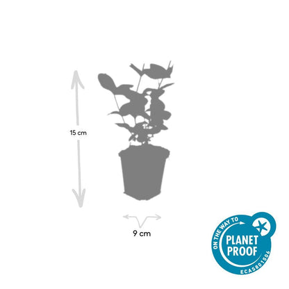 Hypericum inodorum 'Beauty' – 24 Pflanzen – ↕10-25cm – Ø9cm – Johanniskraut-Strauch – Goldgelbe Sommerblüten – Winterhart & pflegeleicht – Für Sonne & Halbschatten 