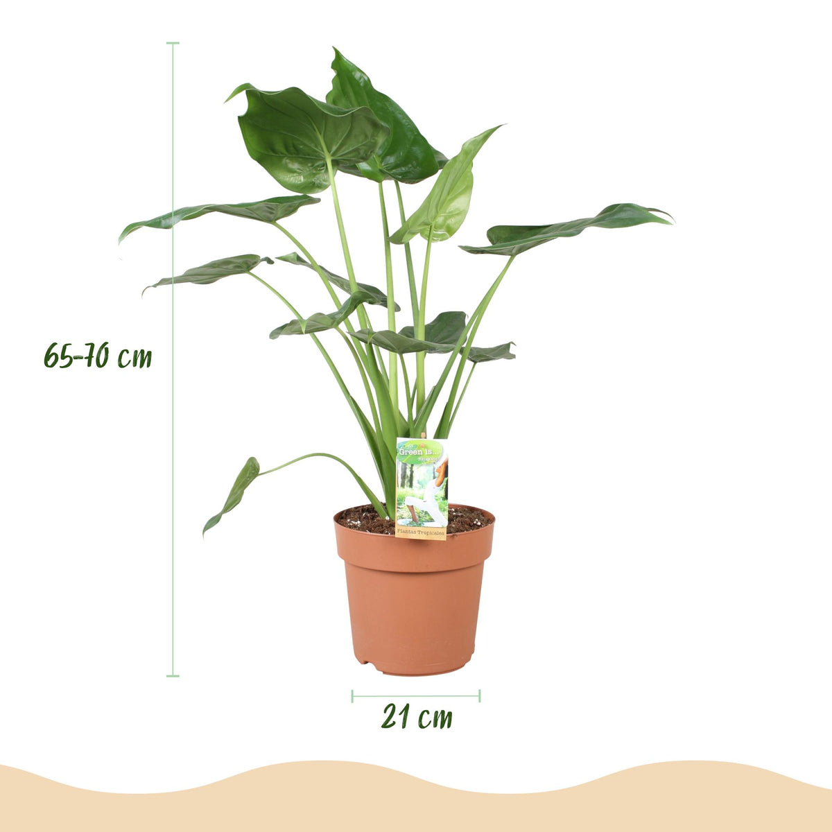 Green boutiQ - Zimmerpflanzen - Alocasia Cucullata - Buddha-Hand - Wenig Pflege - Grün - 1 Pflanze - mit Potter Grau - Topf 21cm - Höhe 65-70cm 