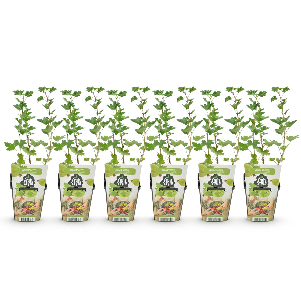 GreenboutiQ - Obstpflanzen - Stachelbeere - Ribes uva-crispa Hinnonmaki Grun - Winterhart - 6 Pflanzen - Topf 9 cm - Grüne Beere 