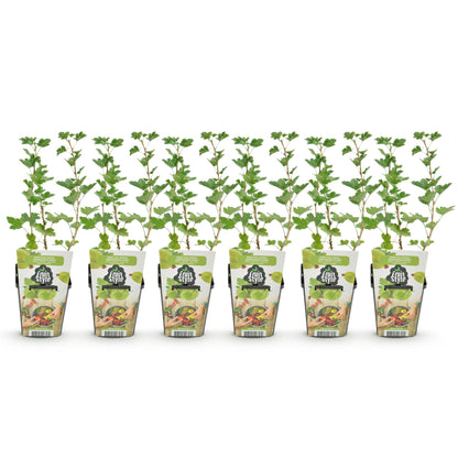 GreenboutiQ - Obstpflanzen - Stachelbeere - Ribes uva-crispa Hinnonmaki Grun - Winterhart - 6 Pflanzen - Topf 9 cm - Grüne Beere 