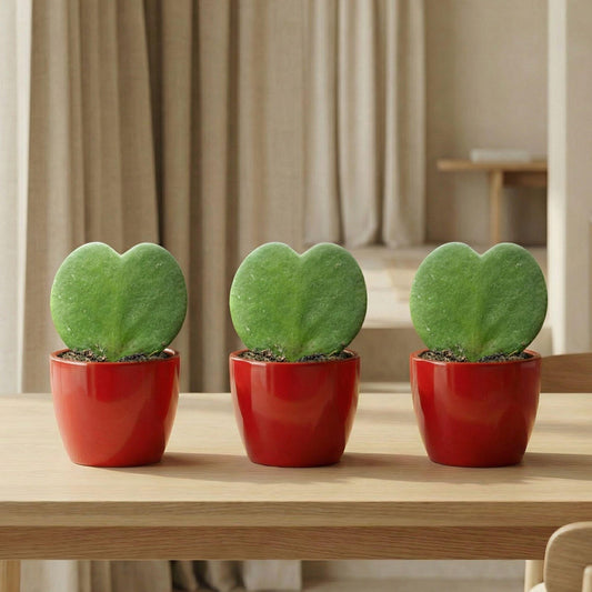 Sweetheart Plant Set (Hoya Kerrii ) - 3x Pot & Plant - Rood 