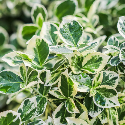 Euonymus fortunei ‘Emerald Gaiety’ – Stamm-Pflanze – Immergrün & winterhart – für Terrasse, Balkon & Garten – pflegeleicht – Ø19cm – Höhe ca. 90cm 