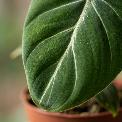 Gloriosum-Baumfreund – Philodendron gloriosum – Topf Ø12cm – Höhe 25cm – mit weißem Dekotopf – Ansicht 4