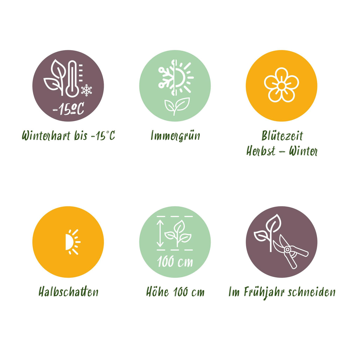 GreenboutiQ - Terrassenpflanze - Skimmia japonica Festival - Blüte Weiß & Rot - 15+ Blüten - 1 Pflanze - Winterhart - Topf 15cm Höhe 30cm 