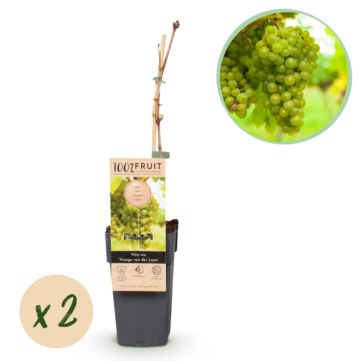 Weinrebe Vitis vinifera Frühzeit von der Laan – Weiße Traube – 2 Pflanzen – Obstpflanze – 15cm – Höhe 50cm 